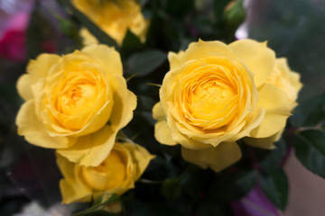 yellow Rose Background