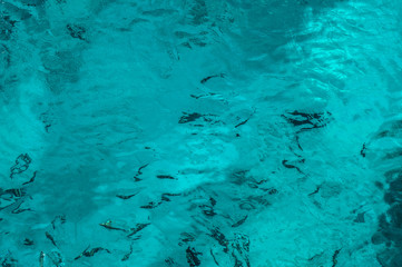 Beautiful blue sea transparent surface with fish. Oceanic fish theme for background. Stock photo for tourist design