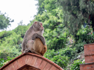 Monkey in front of Pagoda