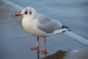 Seagull at the Alster (Germany)