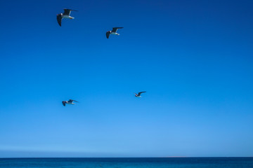 Fototapeta na wymiar Group of white birds on the red sea. Gulls flying around the yacht near the coast. Stock photo for tourist design