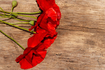 Fototapeta na wymiar Red poppy flowers on wooden background. Top view, copy space