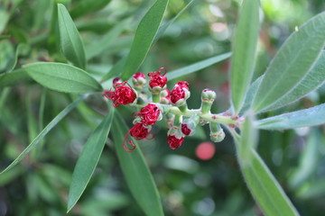 flower tree silhouette summer texture nature  spring beautif