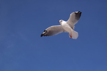 Mewa, błękitne niebo, lot
