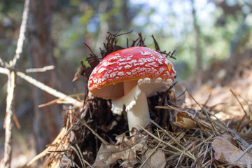 red mushroom amanita fly agaricus in the autumn forest