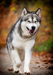 Obraz premium Alaskan Malamute dog for a walk in the woods
