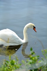 Cygne