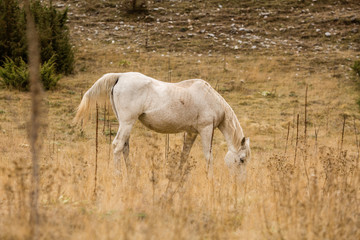 Obraz na płótnie Canvas White Wild Horse In Nature