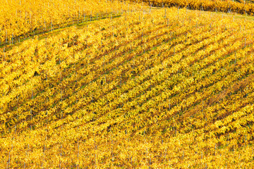 Countryside landscape, vineyard on hills in Daruvar region, Croatia