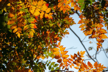 leaf fall  autumn