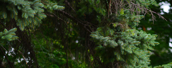 a green fir tree branch close-up
