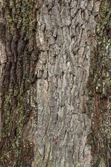 bark of a tree