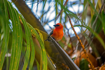 Cardinal rouge de l'océan indien