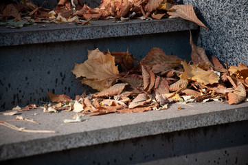 leaf fall  autumn
