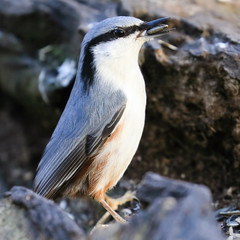 Eurasian Nuthatch 