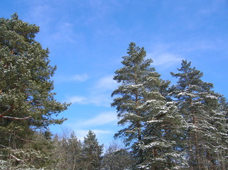 pine tree on background of blue sky