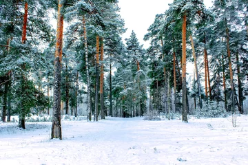 Kiefernwald, Winter, Schnee