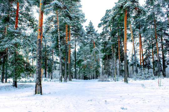 Fototapeta pine forest, winter, snow
