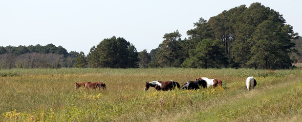 Long shot of wild Assateague Island ponies grazing in meadow.