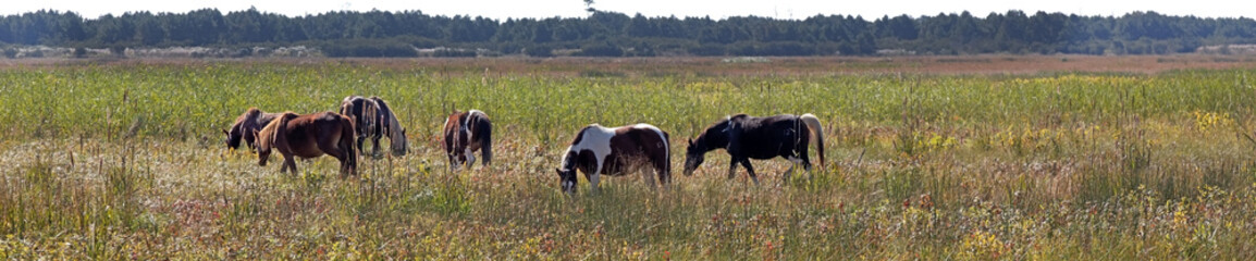 Long shot of wild Assateague Island ponies grazing in meadow.