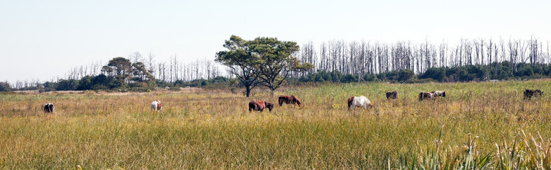 Naklejka na ściany i meble Long shot of wild Assateague Island ponies grazing in meadow.