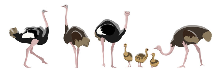 Set of realistic African ostriches. Big birds. Males, females and their chicks. Animals of Africa. Vector object isolated on white background.