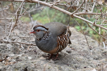 Beautiful grey bird sitting on a stone in a forest in Tenerife