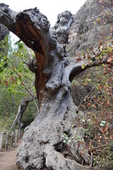 Big brown tree at the hiking trail at the famous canyon Barranco del Infierno in Adeje in the South of Tenerife, Europe
