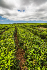Fototapeta na wymiar Tea plantations on Mauritius, nouvelle france