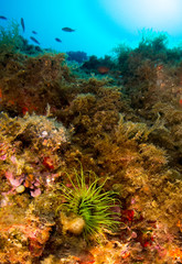 fondo marino con fondo azul