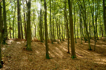 Fototapeta premium W Darßwald nad Darß