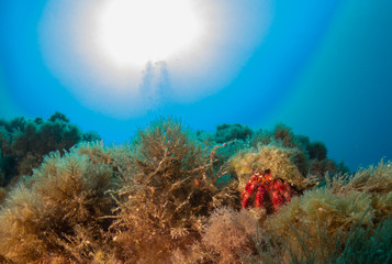 fondo marino con fondo azul