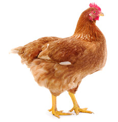 Brown hen isolated.
