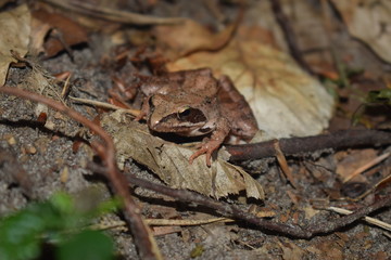 brown frog