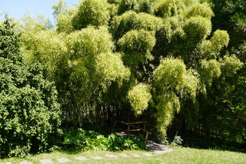 Bambus im Botansichen Garten Tübingen