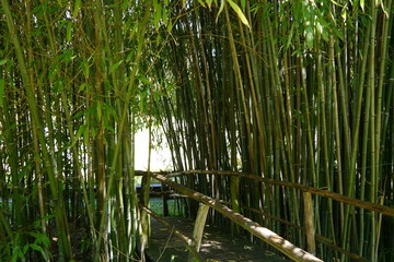 Weg durch Bambus