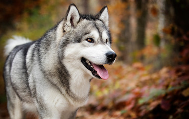 Alaskan Malamute dog for a walk in the woods