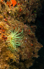 fondo marino con fondo azul