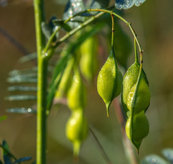 Seed pods glistened with early morning dew!
