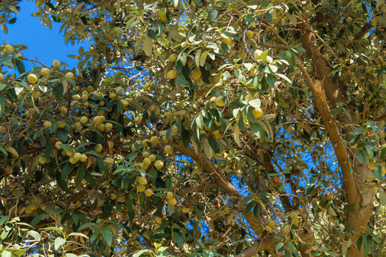 Feigenbaum