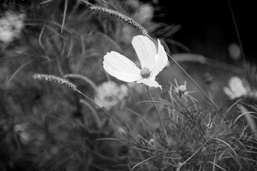 Wunderschöne schwarz/weiß-Aufnahme einer Blume. Der ideale Hintergrund für Ihr Grafikprojekt