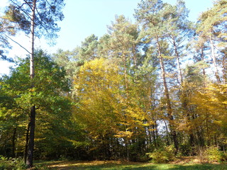 autumn in the forest