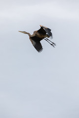Heron flying