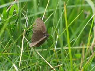 butterfly on grass