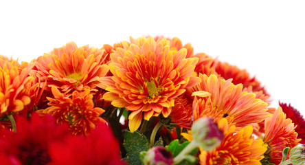  Flowers of chrysanthemum
