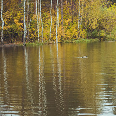 Autumn forest. Duck in the pond. Swimming bird.