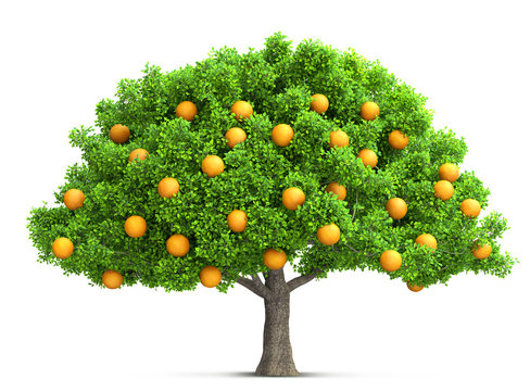 orange tree isolated 3D illustration