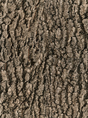 seamless bark tree texture