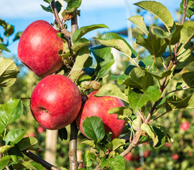 ripe pink lady apples variety on a apple tree at South Tyrol in Italy. Harvest time
