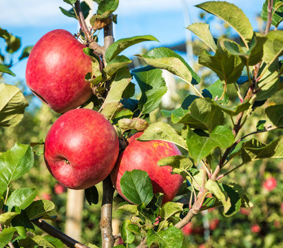 Ripe Pink Lady Apples Variety On A Apple Tree At South Tyrol In Italy. Harvest Time